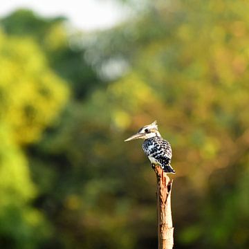 Elsterfischer auf der Suche nach einem Fisch von Renzo de Jonge