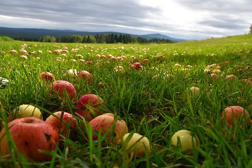 Onder de appelboom in de herfst