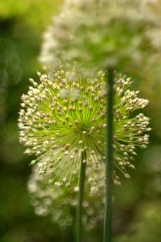 Blume, Blütenstand Lauch I