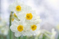 Miniature Narcissus by Iris Holzer Richardson thumbnail