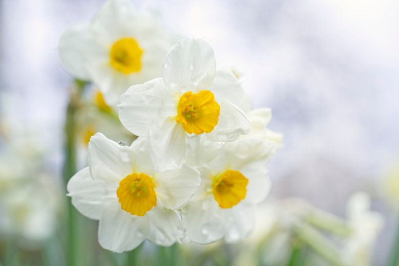 Miniature Narcissus by Iris Holzer Richardson