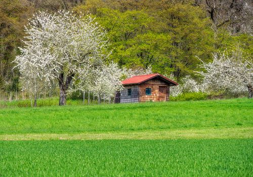 Paysage printanier avec cerisiers en fleurs