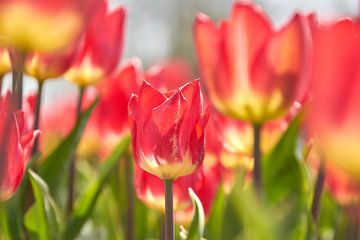 Tulpen van Ad Jekel