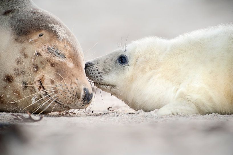 Grijze Zeehond ouder met puppy op het strand in de Waddenzee in de winter van Marcel van Kammen