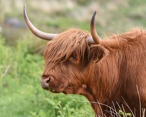 Highlander écossais, également connu sous le nom de Highland Cow