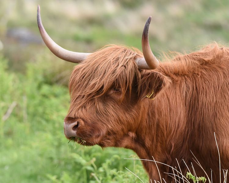 The Highland is a Scottish breed of rustic cattle by Rini Kools
