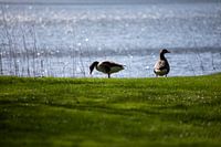 Wilde Ganzen bij de Vijver