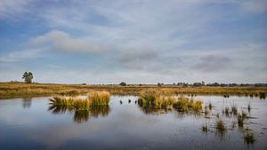 Veluwe van rosstek ®