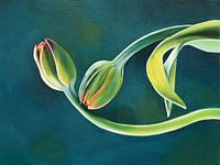Tulpen
