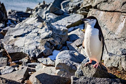 Pingouins tordus en Antarctique
