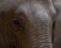 elephant eyes
