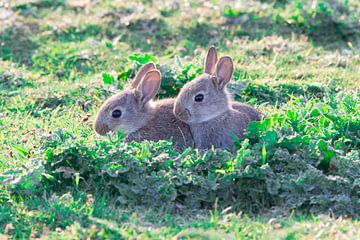 Jonge konijnen in de duinen van rene marcel originals