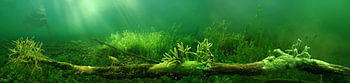 zoetwaterspons op boomstronk