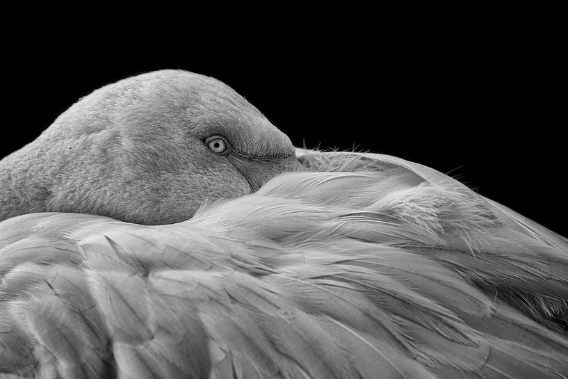Flamengo (Phoenicopterus roseus) von Carola Schellekens