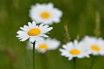 madeliefjes von Petra De Jonge