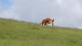 Cows of the Allgaeu in Bavaria - Free living Cattle on Green Mountains