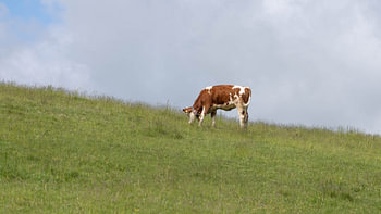 Cows of the Allgaeu in Bavaria - Free living Cattle on Green Mountains