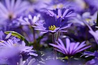 violette Blumen von Bernadette Alkemade-de Groot Miniaturansicht