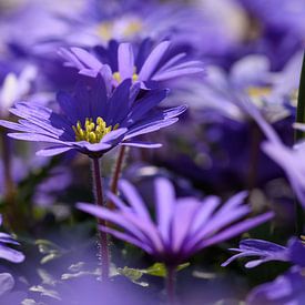 purple flowers by Bernadette Alkemade-de Groot