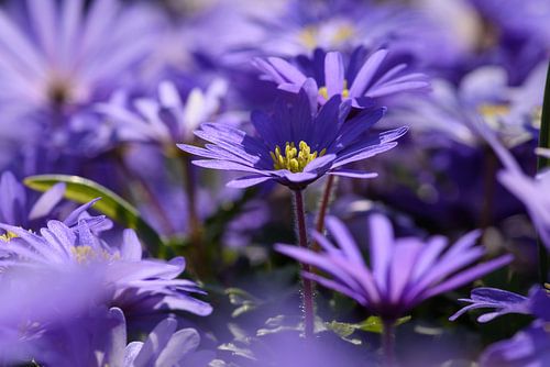 purple flowers