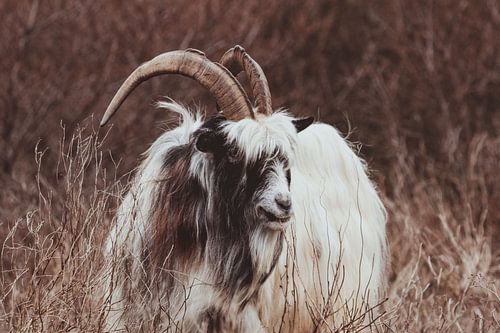 The authentic Dutch Land goat in the Dutch Dunes