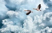  Fliegende Gänse gegen einen erstaunlichen bewölkten Himmel
