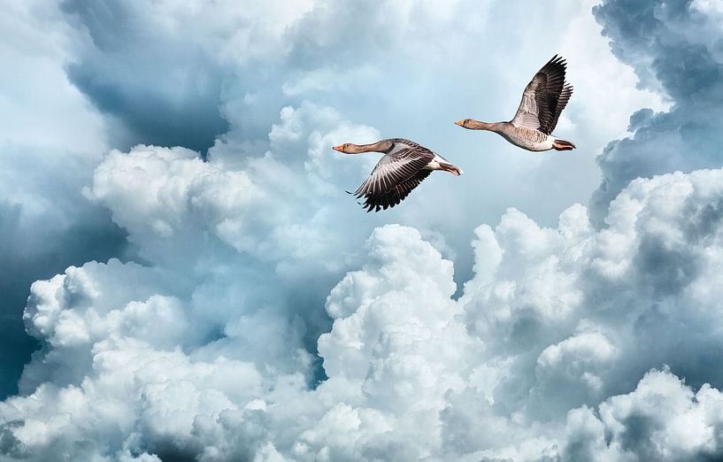 Vliegende ganzen tegen een verbazingwekkende wolkenlucht van Inge van den Brande