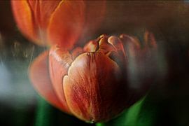 Tulips by Petra Dreiling-Schewe