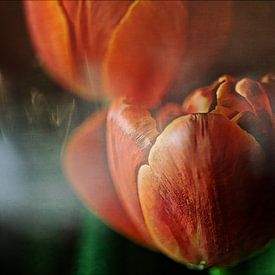 Tulipes sur Petra Dreiling-Schewe