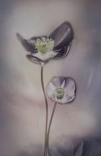Bloemen natural look