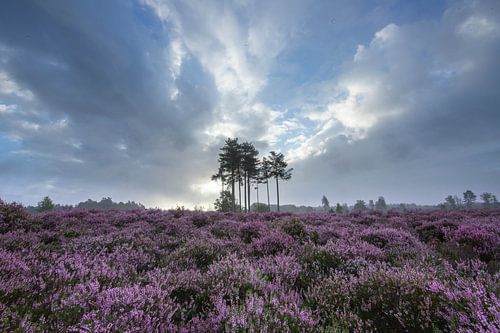 Heideveld Utrechtse heuvelrug Den treek Amersfoort