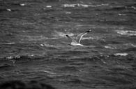 Meeuw boven de stormachtige Noordzee zwart wit. van Zaankanteropavontuur thumbnail