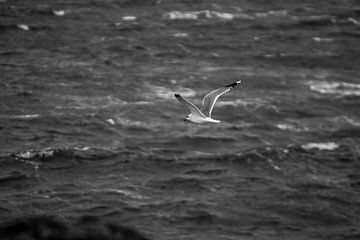 Meeuw boven de stormachtige Noordzee zwart wit. van Zaankanteropavontuur