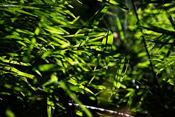 Bladeren bamboe die licht vangen in de jungle van Bianca ter Riet