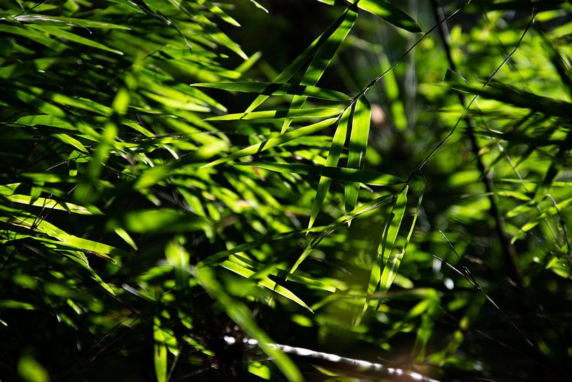 Des feuilles de bambou qui s'éclairent dans la jungle par Bianca ter Riet