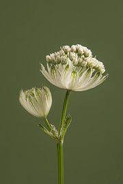 Simple portrait of a Zeeland Knot by Marjolijn van den Berg