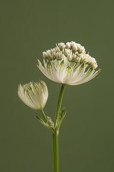Eenvoudig portret van een Zeeuws Knoopje