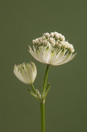 Eenvoudig portret van een Zeeuws Knoopje