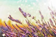 Sprankelende Lavendel van Manjik Pictures thumbnail