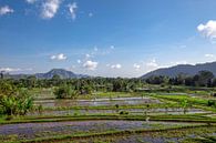 Tropisch rijstveld in het noorden van Bali, Indonesië van Tjeerd Kruse thumbnail