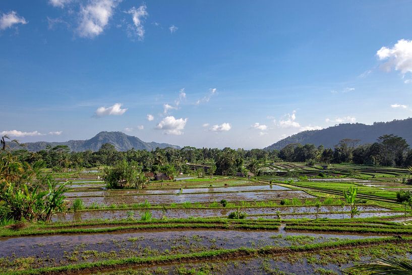 Tropisch rijstveld in het noorden van Bali, Indonesië van Tjeerd Kruse