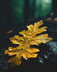 Blätter im Herbst