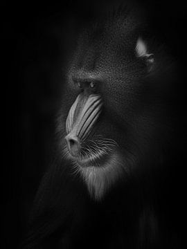 Focussed mandrill by Ruud Peters