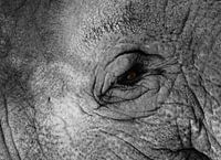 Elephant's eye