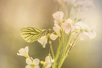 Vlinder in zachtlicht