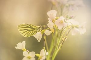 Butterfly in softlight von Marjan Kooistra