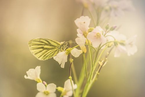 Vlinder in zachtlicht van Marjan Kooistra