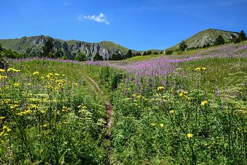 Zelengora, Bosnie-Herzégovine - III
