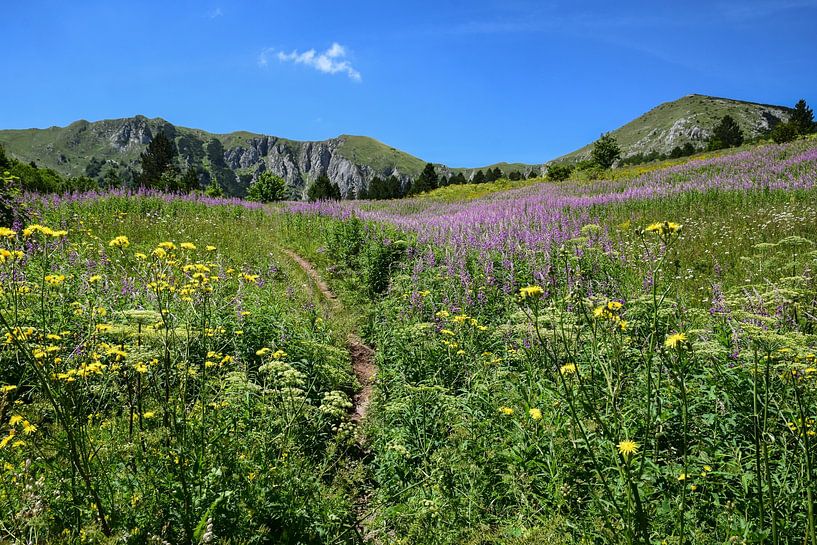 Zelengora, Bosnie-Herzégovine - III par Jarne Buttiens