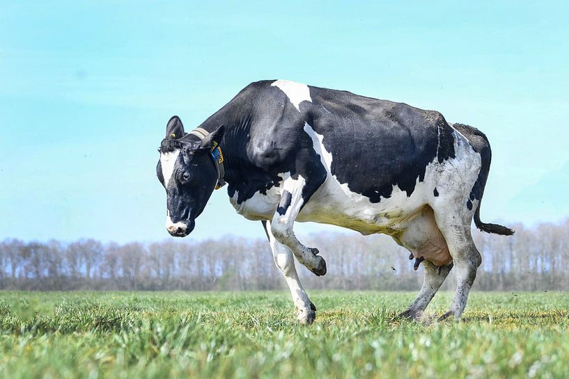 Saut de vache dans le pays par Vera van Praag Sigaar